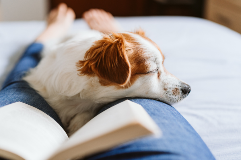 dog laying on a persons's lap with an open book | Why You Should Have a Content Catalog for Your Website
