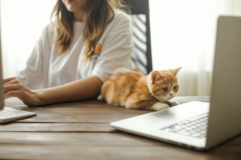 woman typing on computer next to a cat laying in front of a laptop | How to Clean Your Email List
