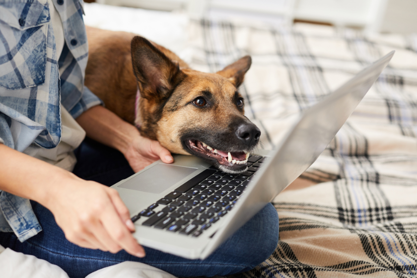 Dog looking at laptop | How Often Should I Update My SEO Ranking Keywords?