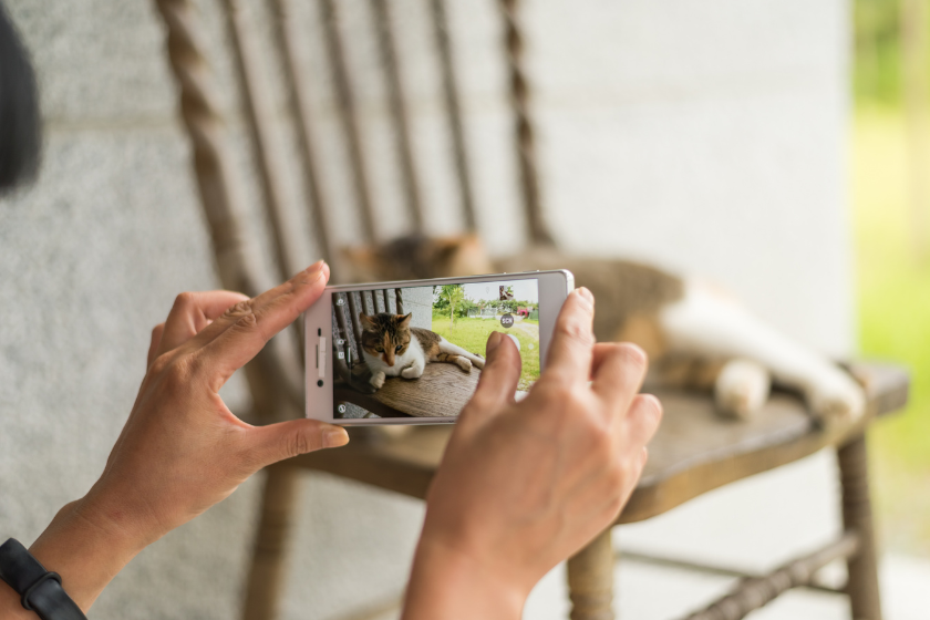 person taking cellphone picture of a cat | How to Batch Content for Instagram Reels