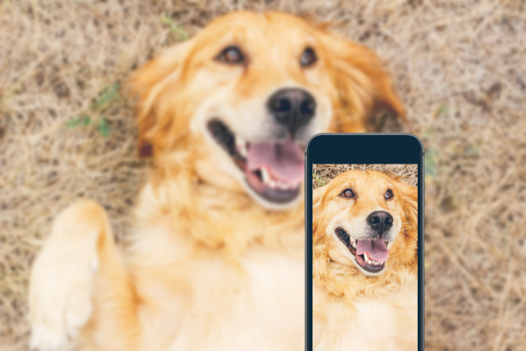 How to Start an Instagram Account for Your Pet