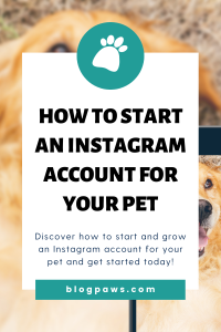 taking cellphone photo of dog laying on ground pin | How to Start an Instagram Account for Your Pet