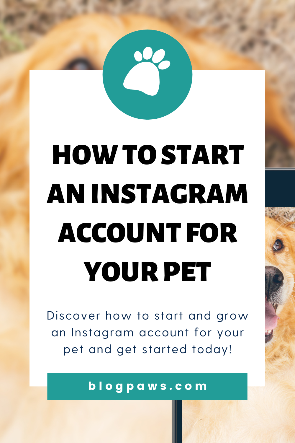 How to Start an Instagram Account for Your Pet - BlogPaws