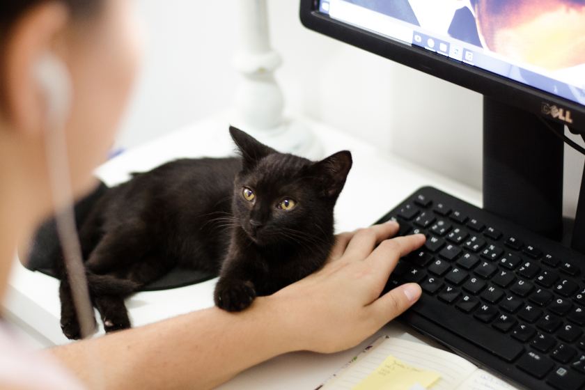 cat laying next to a person typing on a keyboard | Why You Should Plan Your Content for SEO with Article Briefs