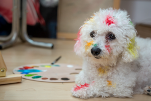 dog covered in paint beside a palette | Why Are Brand Colors Important?