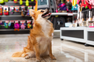 dog shopping at pet store | 5 Ways a Buyer Persona Will Help Your Business