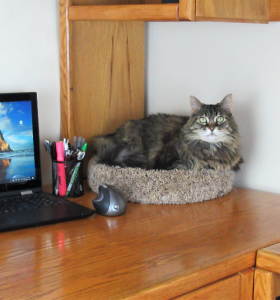 Purrniture Desk Topper | Product Promo Livestream: 27 Pet Products for Your Holiday Gift Guide