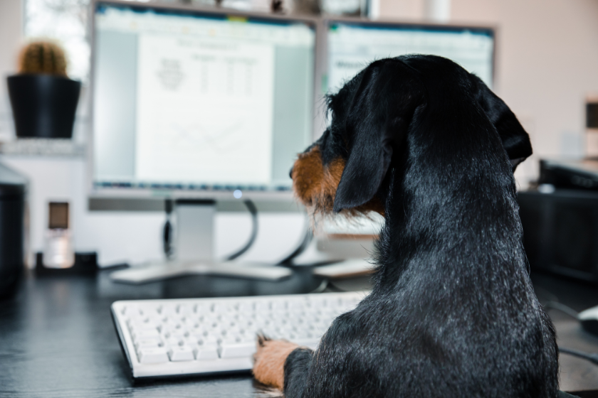black and brown dog working at a computer | The Business of Blogging: Think Like a Boss!