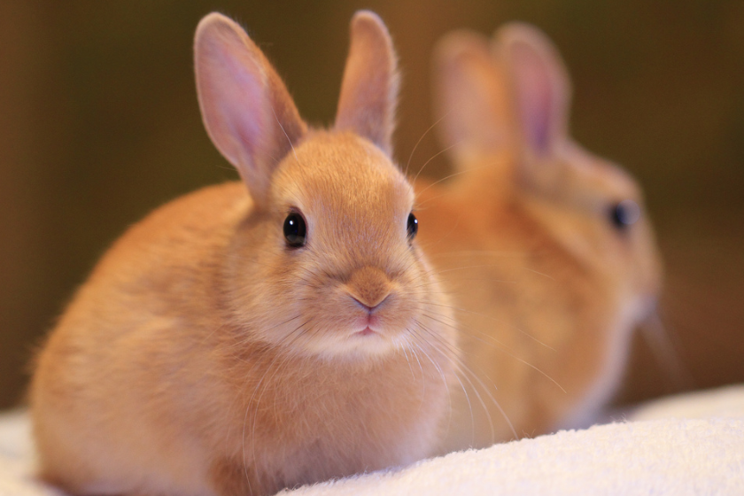 blonde netherland dwarf rabbit | Optimizing Images for SEO