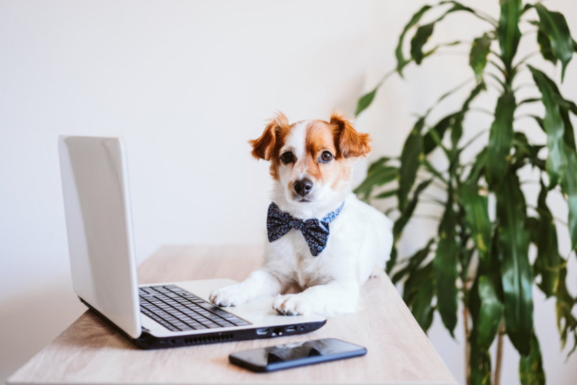 brown and white dog sitting in front of a laptop | 7 Tips for Writing an Effective About Page