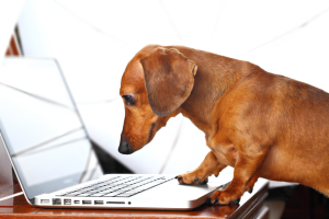 dachshund at a laptop | The Top SEO Terms You Need to Know