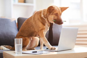 dog holding a pencil typing on a laptop | 5 Low-Cost Social Media Management Tools For Your Small Pet Business