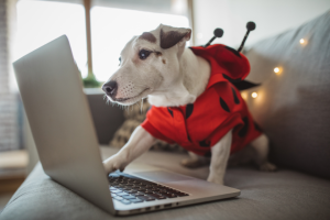 dog in red coat on computer | The Secret To Writing A Winning Social Media Bio
