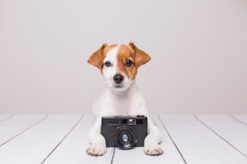 dog laying down holding a camera | Optimizing Images for SEO
