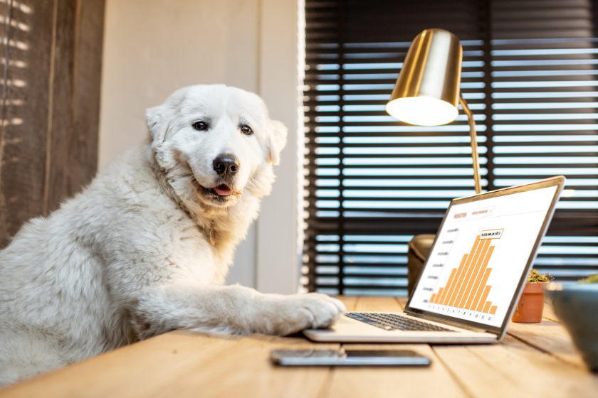 dog looking at charts on a laptop | How to Use Google Search Trends to Identify SEO Opportunities