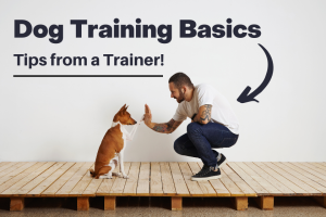 dog training basics with dog giving high-five | Optimizing Images for SEO