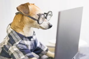 dog wearing glasses looking at laptop | How to Use Organizational Tools to Organize, Streamline, and Grow Your Small Pet Business