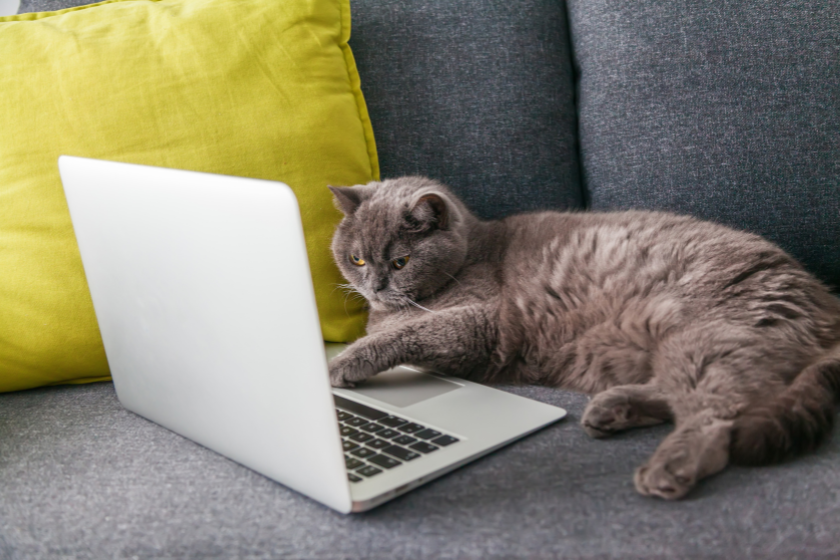 grey cat laying in front of laptop | Create An Effective Social Media Marketing Plan For Your Small Business