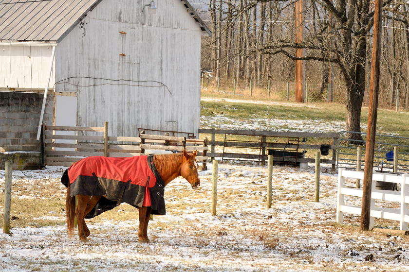 horse outside in a winter blanket | The Top SEO Terms You Need to Know