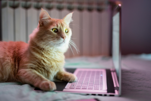 orange tabby looking at laptop screen | How to Do Keyword Research for Your Next Blog Post