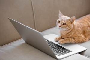 tabby cat on couch in front of laptop | Using Google Keyword Planner for Pet Bloggers
