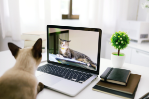 two cats video conferencing on a laptop | Online Tools to Help Pet-Focused Content Creators