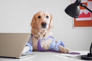 dog dressed in business attire sitting at desk | How to Make Smart Passion-Based Business Choices