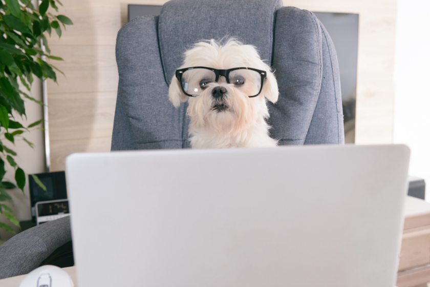 white dog on laptop | How to Research SEO on Google Search
