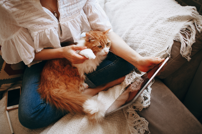 woman and cat looking at a tablet | 18 Social Media Tools to Improve Your Small Business Marketing