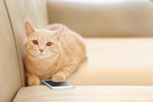 cat lying on couch with smartphone | 7 Photo and Video Tools to Elevate Your Social Media Marketing