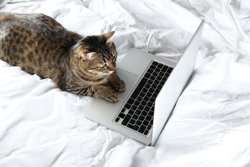 cat on computer | Stolen Pins On Pinterest: How To Protect Your Small Pet Business