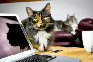 cat reflecting image on screen | 6 Tips to Improve Facebook Organic Reach for Your Small Pet Business