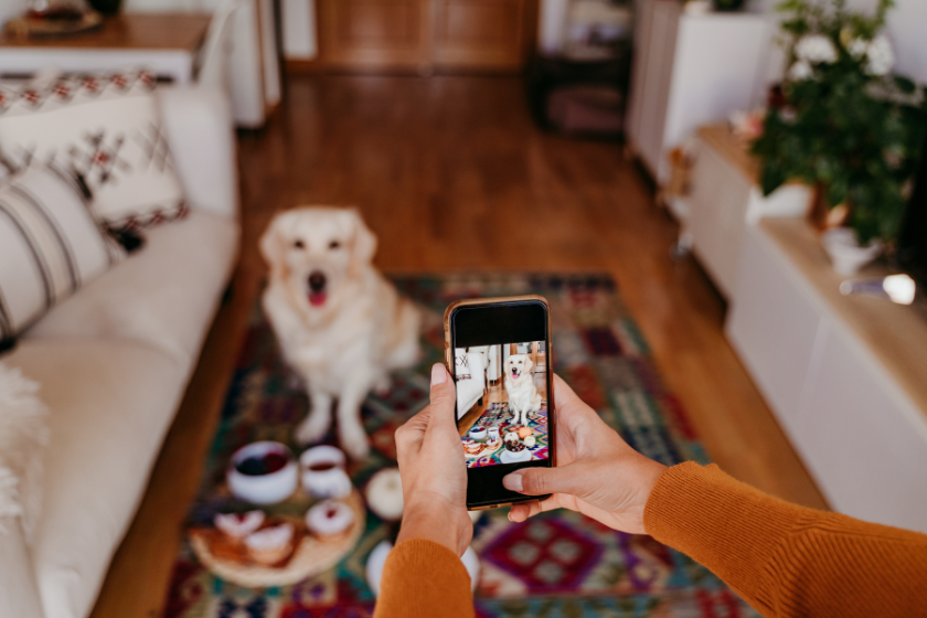 cell phone taking picture of dog | 8 Effective Instagram Posts for Business