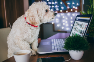 dog looking at pinterest on laptop | 10 Simple Ways to Boost Your Pinterest Marketing Strategy