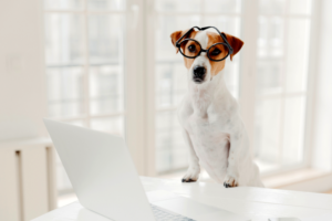 dog standing in front of computer wearing glasses | How to Create Professional-Looking Instagram Graphics