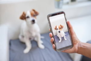 person taking a photo of sitting dog on phone | 9 TikTok Ideas for Small Businesses