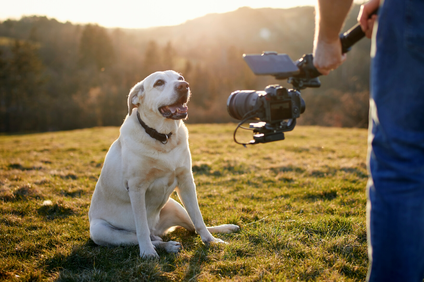 dog being filmed outside | Beginner's Guide to Creating Video Content for Social Media with Your Pet
