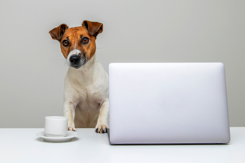 small dog working at laptop | 4 Steps to Create an Email List for Your Small Business