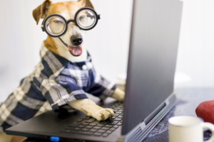 dog wearing glasses working at computer | Beginner’s Guide to Affiliate Marketing by Email