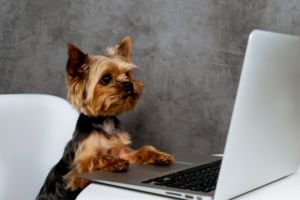 Yorkie dog working on a laptop | Google Analytics 4 Vs. Universal Analytics: What You Need to Know