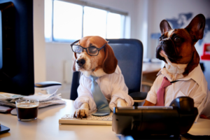 two dogs working at a computer | All About Google’s New Email Sender Guidelines For 2024