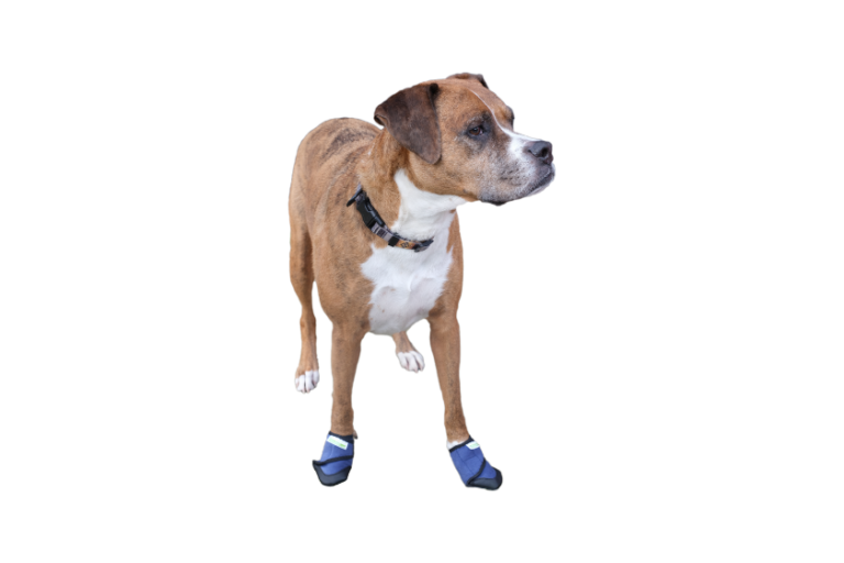 Healers PetCare Launches New Size of Its Flagship Medical Booties to Support Healing for more a Wider Range of Dogs