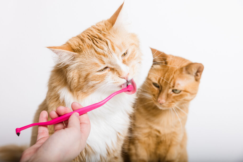 Long haired cat and orange short haired cat with pink RYERCAT toothbrush