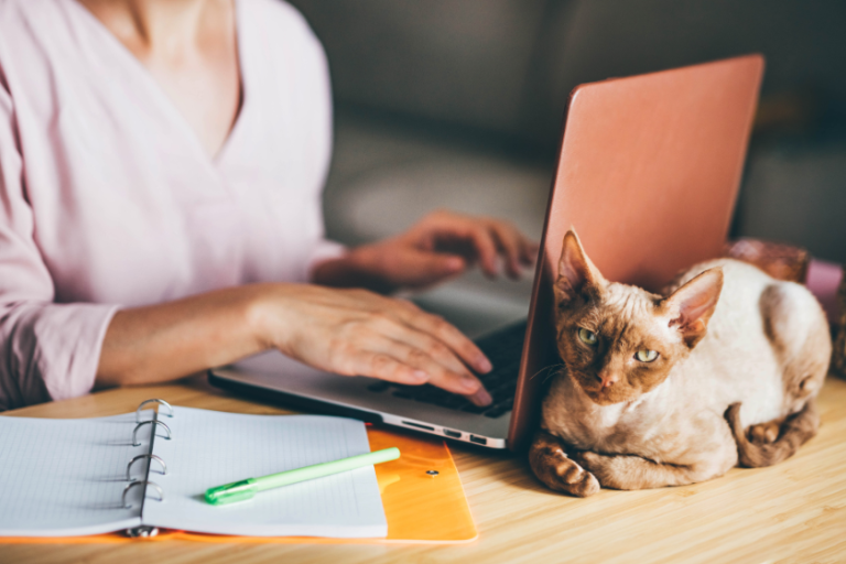 woman sitting in front of a laptop with a cat lying behind it | How to Build Long-Term Brand Relationships as a Blogger or Long-Form Content Creator