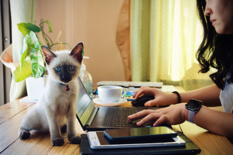 woman working on a laptop with a siamese kitten sitting beside her | Diversifying Your SEO Strategy: A Practical Guide to Bing Webmaster Tools for Pet Businesses