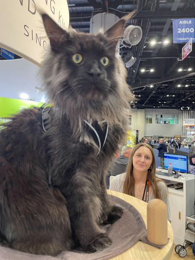 cat in a harness sitting on a cat tree | The Pet Industry: Observations from Global Pet Expo 2025