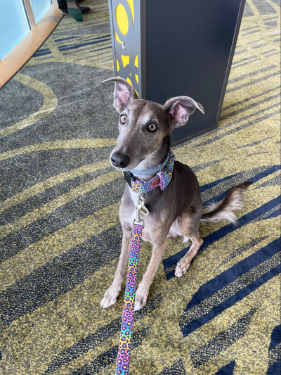 dog sitting on a carpet | The Pet Industry: Observations from Global Pet Expo 2025