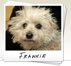Edie-Jarolim-Frankie-the-dog