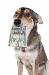 Dog holds dollar bills