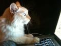 Cokie-cat-blogging
